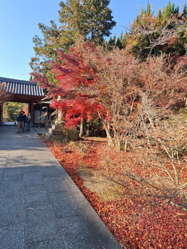 太山寺―紅葉－ 見頃すぎ 12/8現在