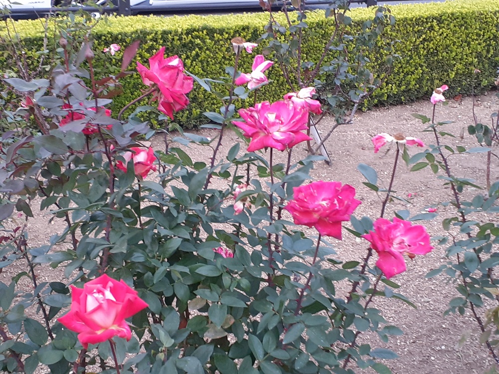 本山街園―バラ園　散り始め　12/8現在
