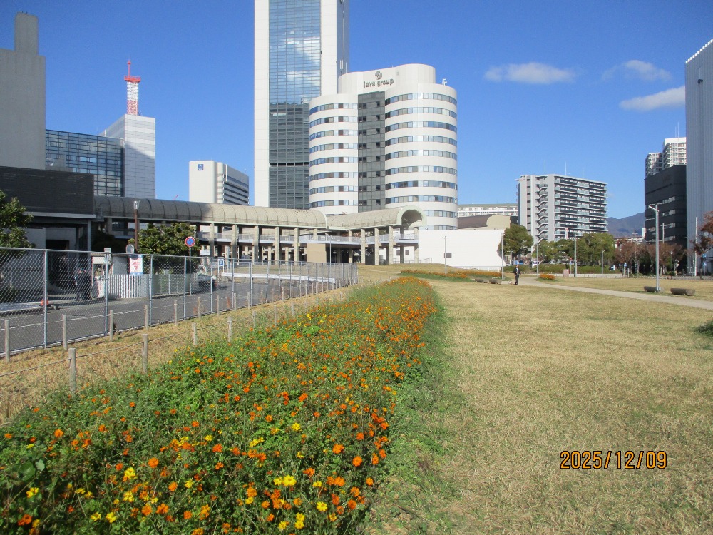 【市民広場駅南側　花畑】-コスモス-　12/9現在