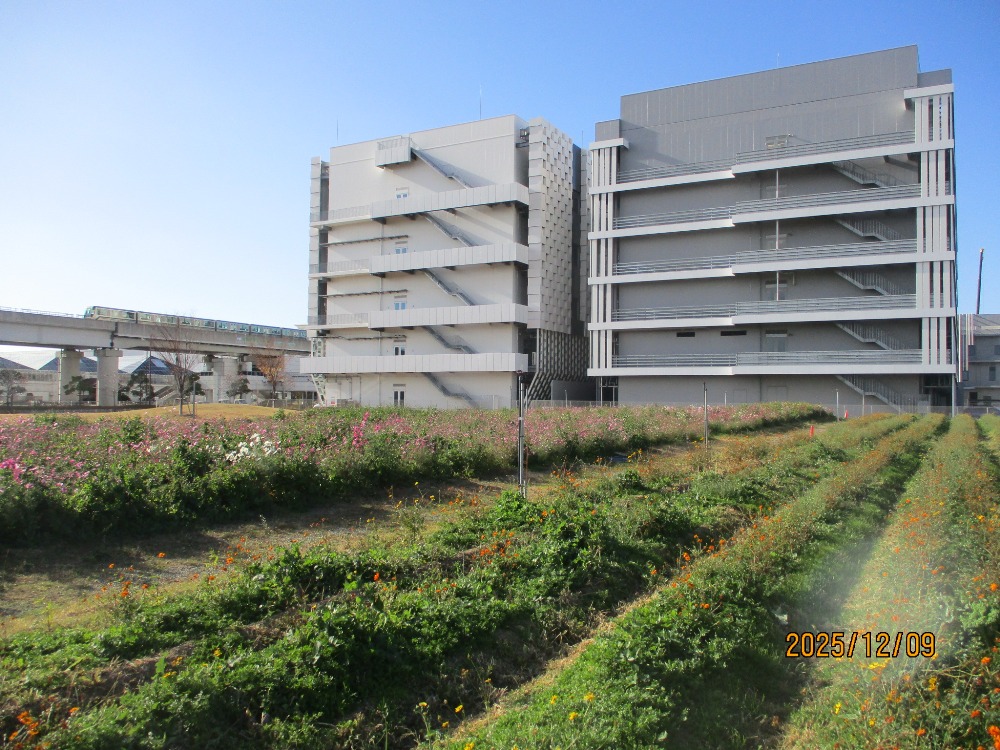 【計算科学センター駅北緑地　花畑】-コスモス-　12/1現在