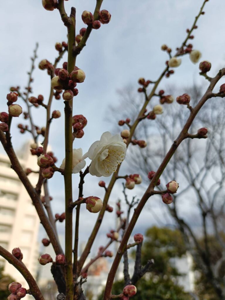 大倉山公園－ウメ－　咲き始め1/20現在
