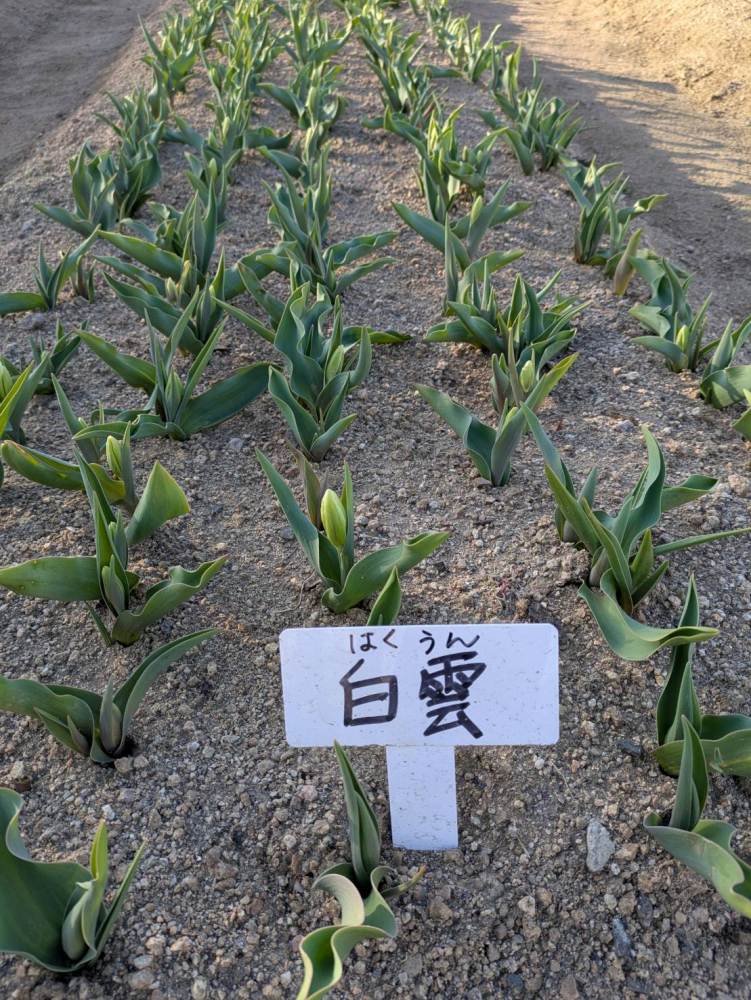 六甲アイランド・リバーモール周辺－チューリップ－　つぼみ 2/21現在