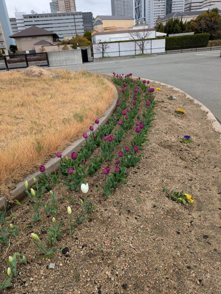 六甲アイランド・リバーモール周辺－チューリップ－　つぼみ 2/26現在