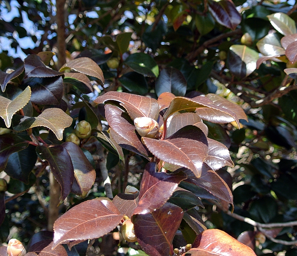 雌岡山 ―ツバキ―　つぼみ～　2/3現在