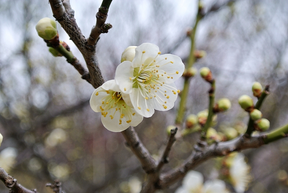 雌岡山 ―ウメ―　三分咲き　2/16現在