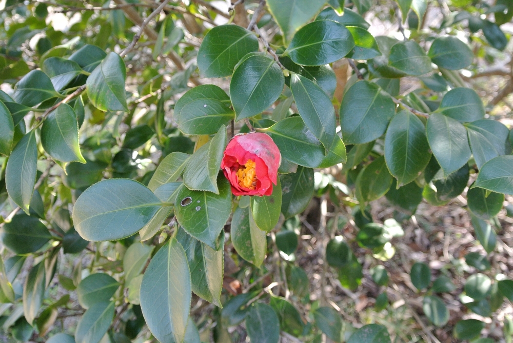 雌岡山 ―ツバキ―　咲き始め　3/1 現在