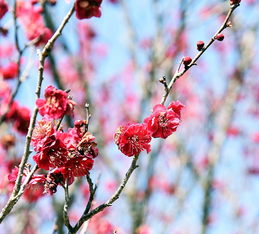 雌岡山 ―ウメ―　五分咲き～　2/23現在