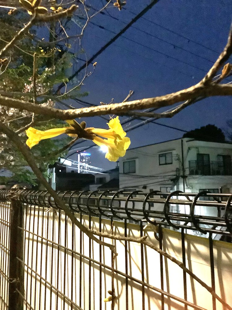 海外移住と文化の交流センター、鯉川筋－イペ－ 咲き始め　4/14現在