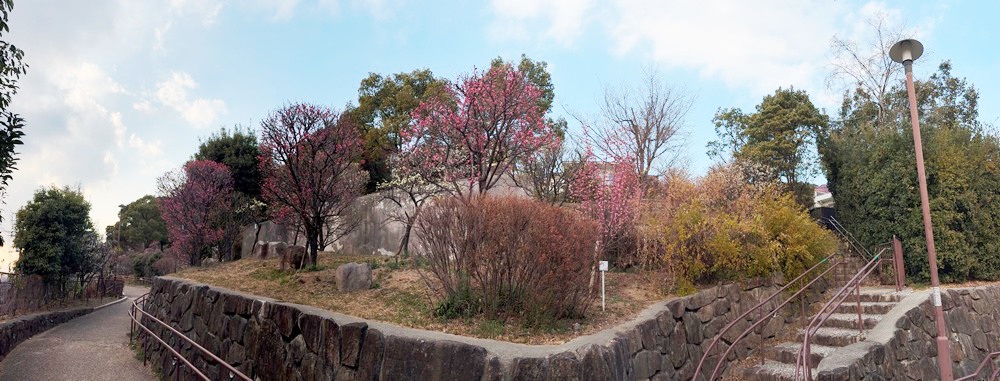 岡本梅林公園－ウメ－ 咲き始め 2/7現在