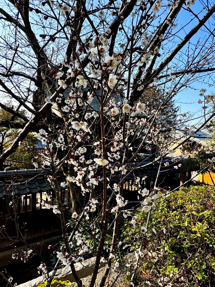 北野天満神社 ―ウメ―　三分咲き　2/13現在
