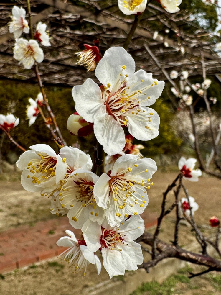 北野天満神社 ―ウメ―　満開　2/20現在