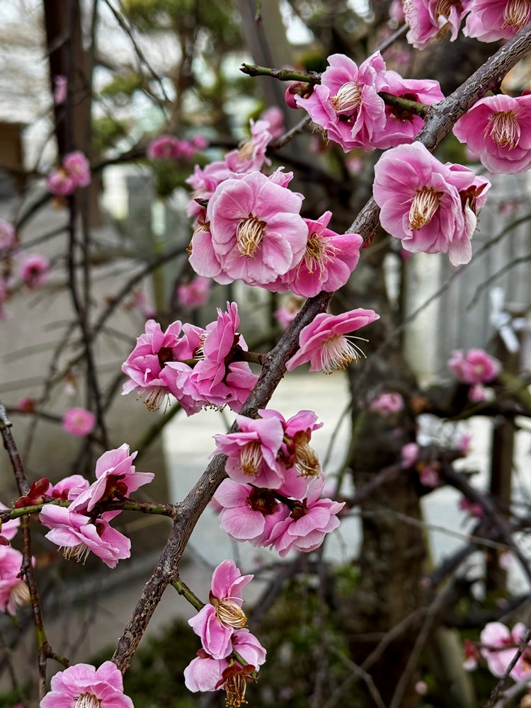 北野天満神社 ―ウメ―　散り始め　2/27現在
