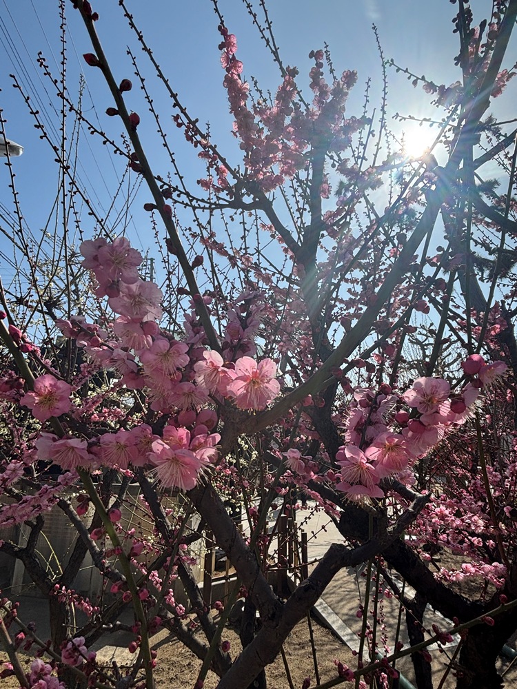 綱敷天満宮－ウメ－　満開　２/21現在
