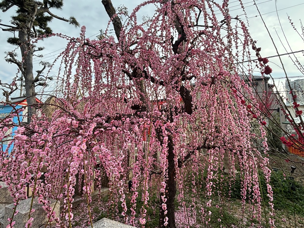 綱敷天満宮－ウメ－　散り始め　２/27現在