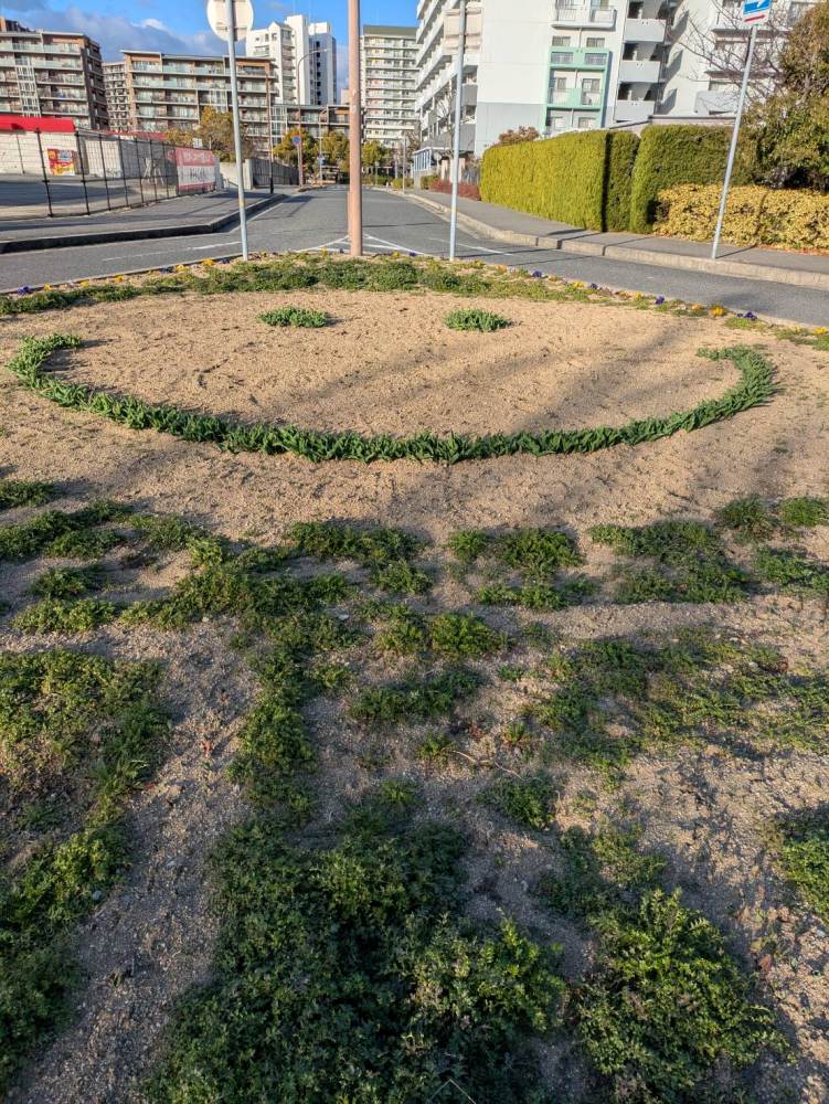 六甲アイランド・リバーモール周辺－チューリップ－　つぼみ 2/10現在