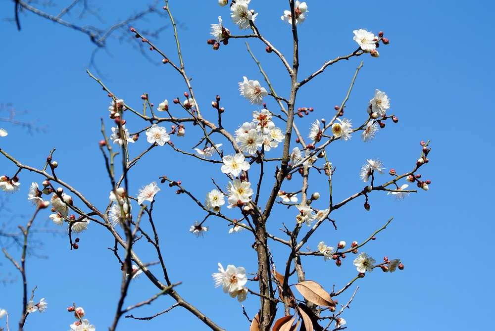 雌岡山 ―ウメ―　つぼみ～　2/1現在