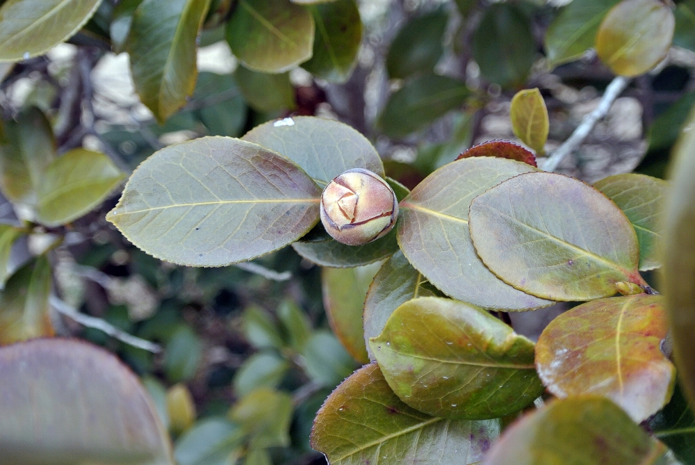 雌岡山 ―ツバキ―　つぼみ～　2/16現在