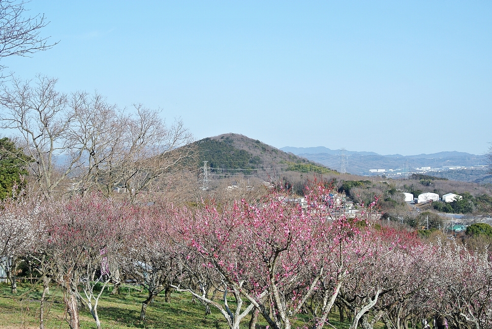 雌岡山 ―ウメ―　満開　3/1 現在