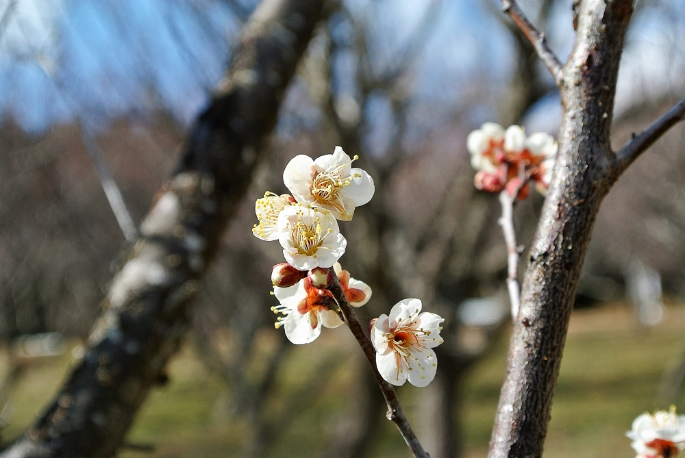雌岡山 ―ウメ―　咲き始め　2/9現在