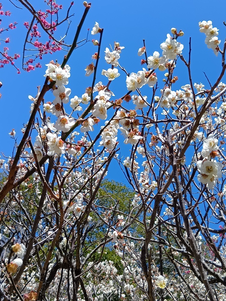 保久良神社(保久良梅林)―ウメ―　散り始め 3/11現在