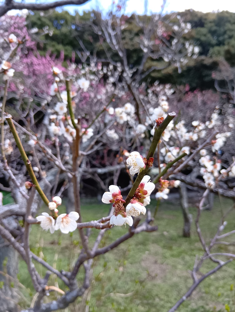 保久良神社(保久良梅林)―ウメ―　散り始め 3/16現在