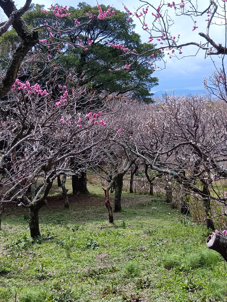 保久良神社(保久良梅林)―ウメ―　散り始め 3/19現在