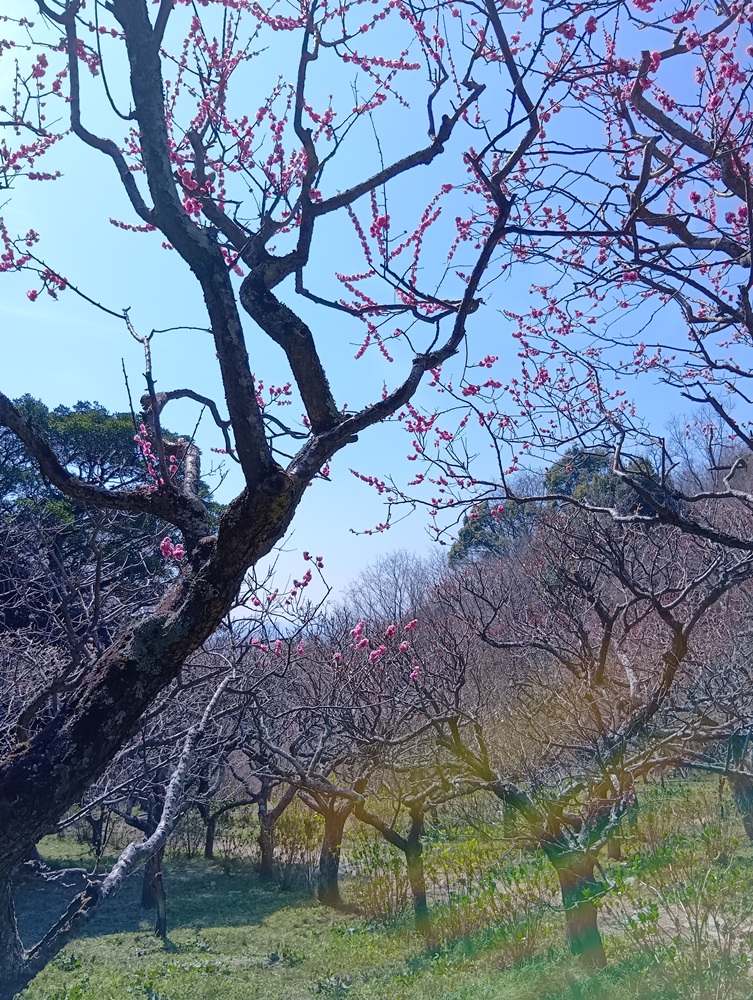 保久良神社(保久良梅林)―ウメ―　落花しきり 3/24現在