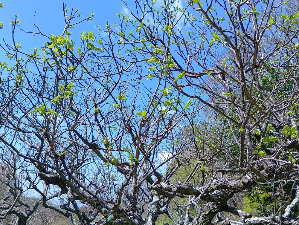 保久良神社(保久良梅林)―ウメ―　終了 4/11現在