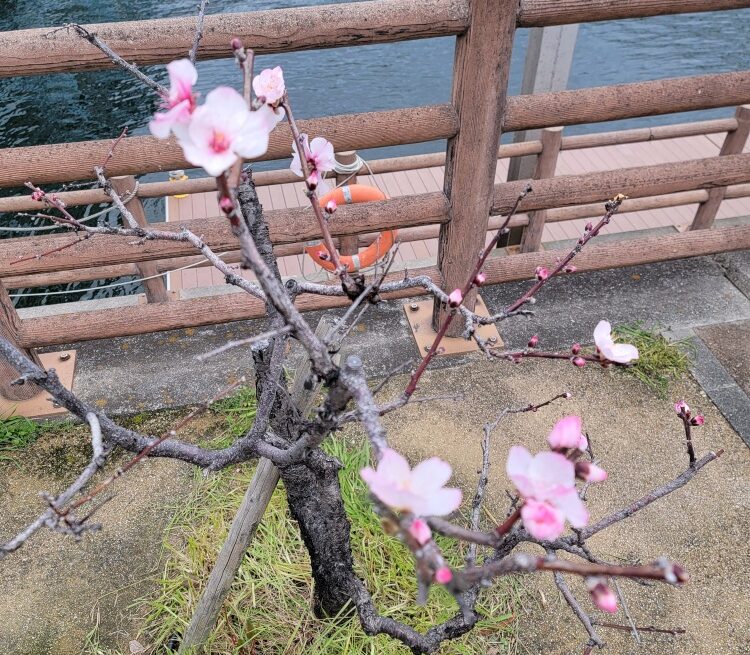 東水環境センター・水辺遊歩道うおざき　アーモンド　咲き始め 3/8