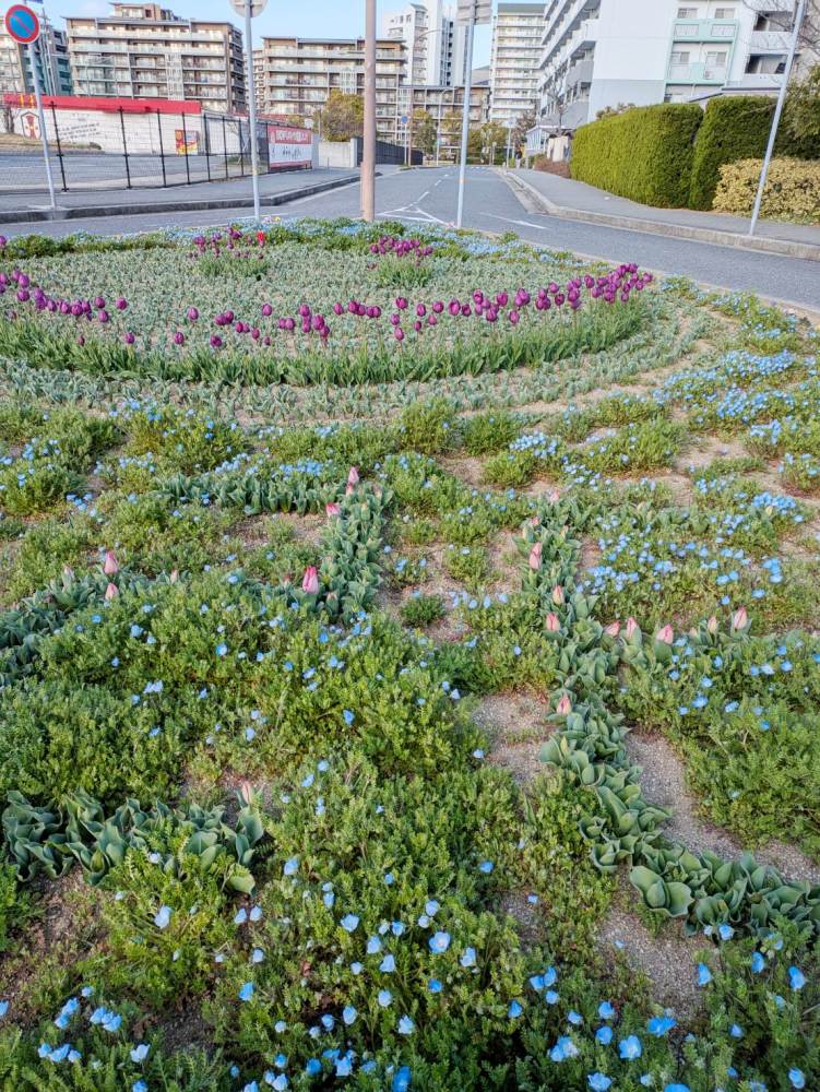 六甲アイランド・リバーモール周辺－チューリップ－　咲き始め 3/15現在