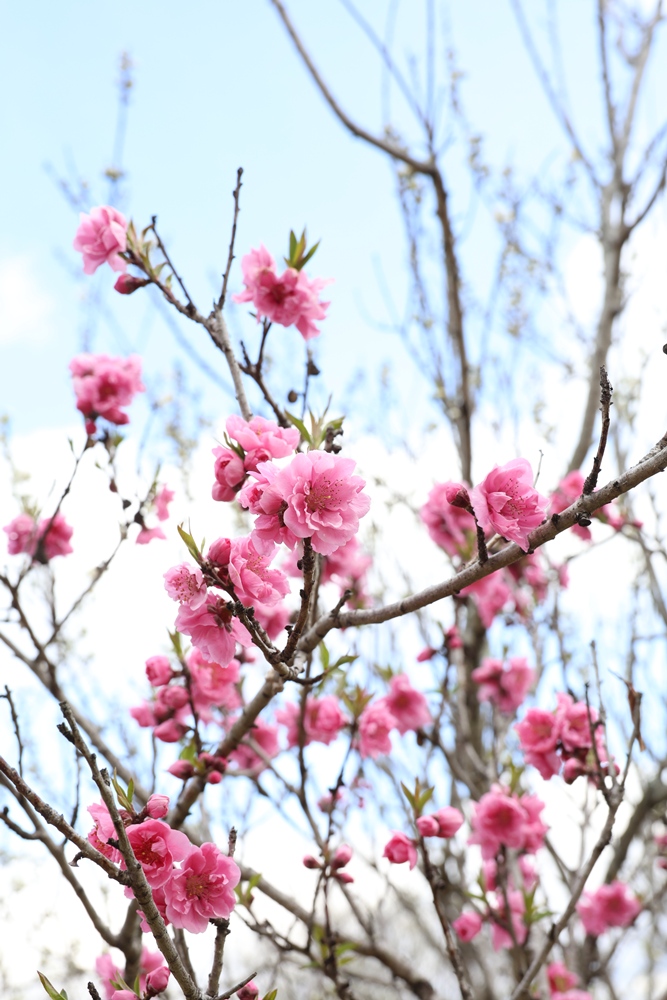 垂水健康公園―ハナモモ―　咲き始め 3/７現在