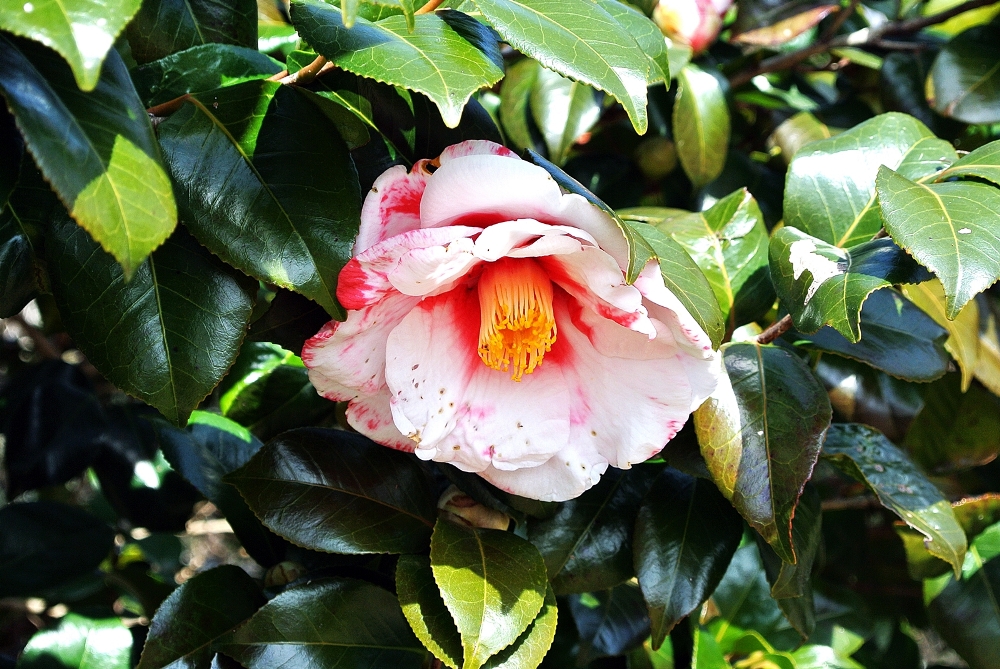 雌岡山 ―ツバキ―　３分咲き　3/9現在