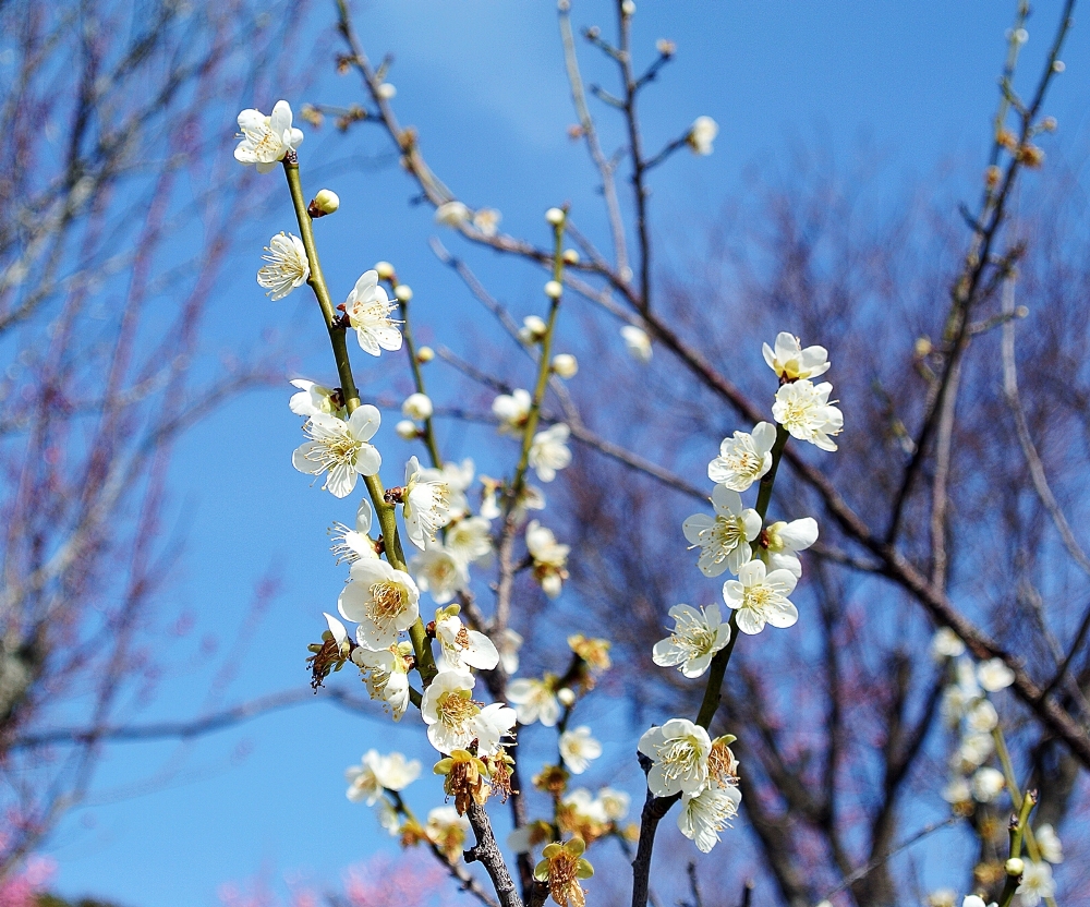 雌岡山 ―ウメ―　満開　3/9 現在
