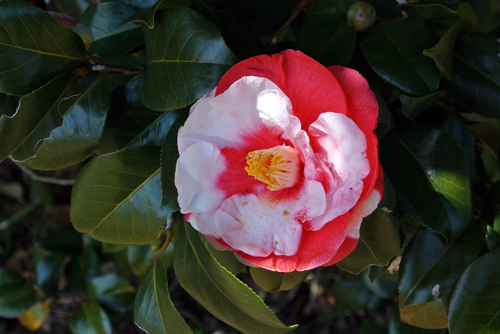 雌岡山 ―ツバキ―　３分咲き　3/16現在