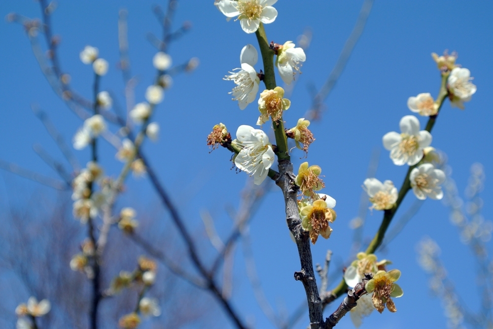 雌岡山 ―ウメ―　散り始め　3/16 現在