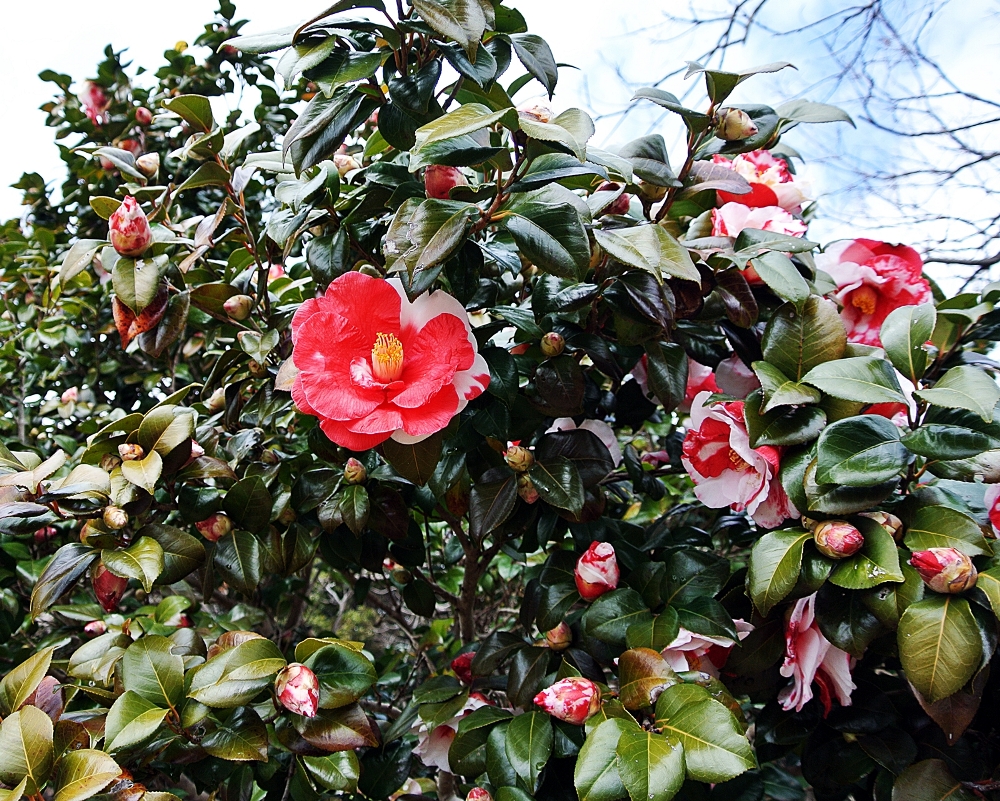 雌岡山 ―ツバキ―　5分咲き～満開　3/23現在