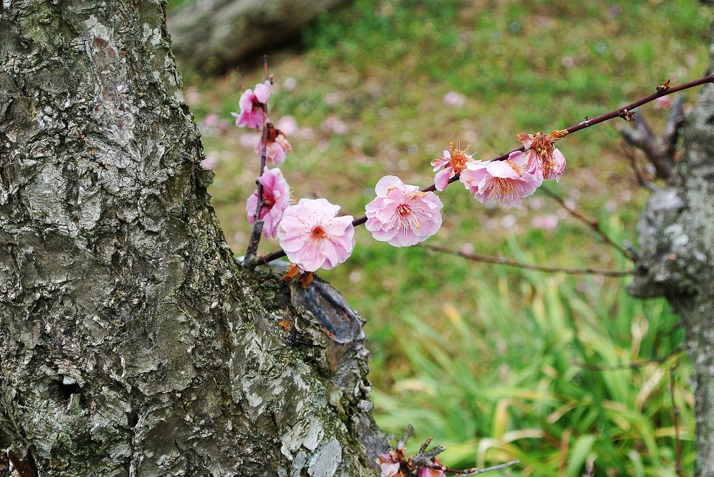 雌岡山 ―ウメ―　落花しきり　3/23 現在