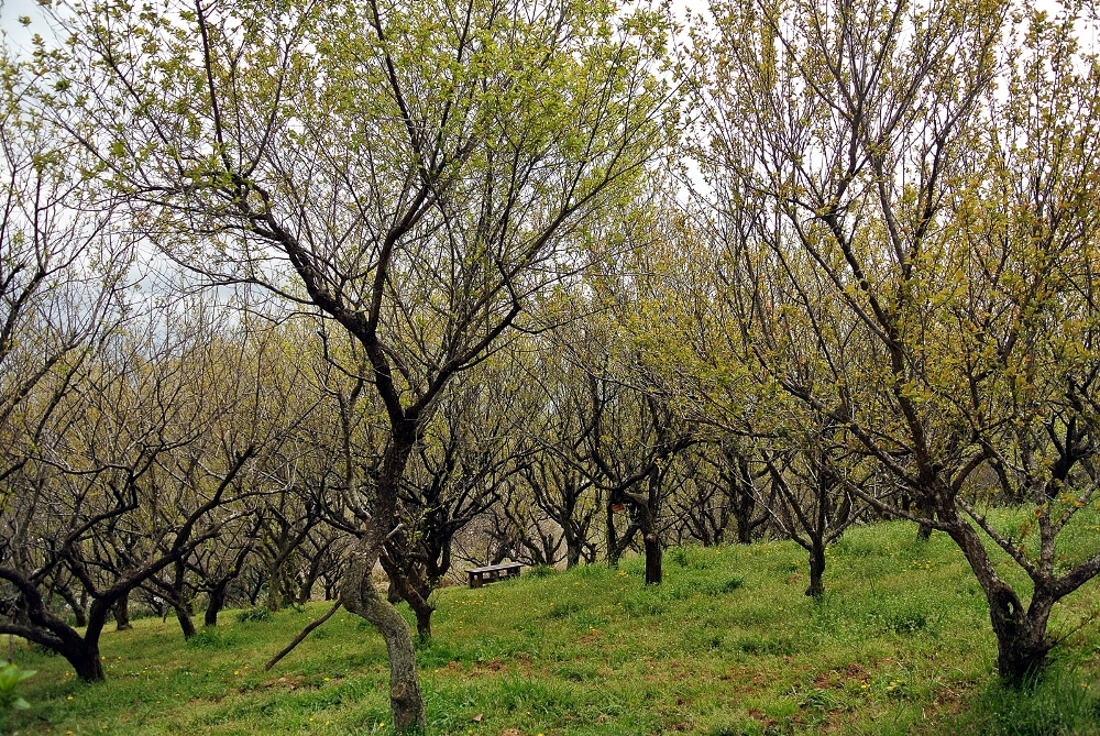 雌岡山 ―ウメ―　終了　4/9 現在