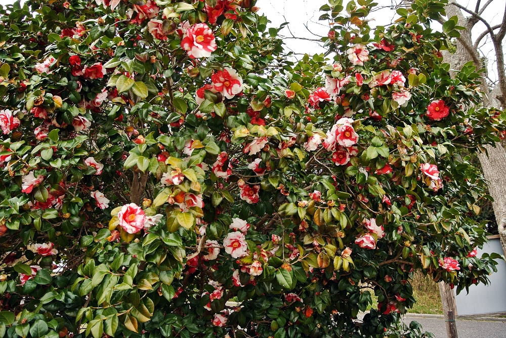 雌岡山 ―ツバキ―　落花しきり　4/9現在