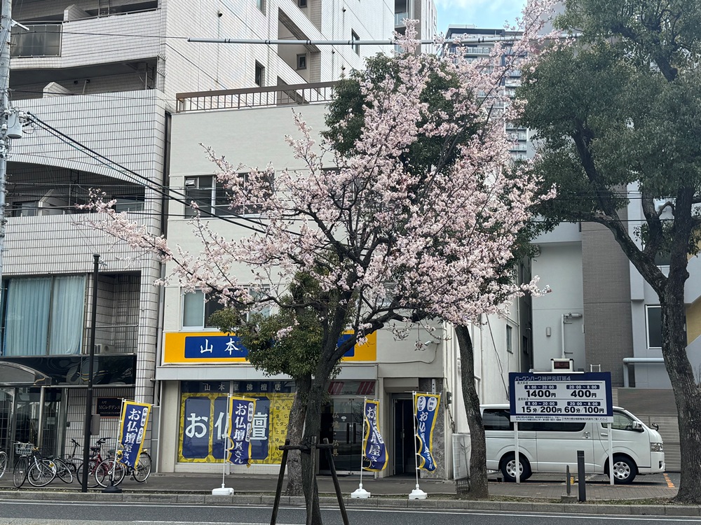 中央幹線(元町～西元町)ベニバスモモ－ 5分咲き 3/18現在