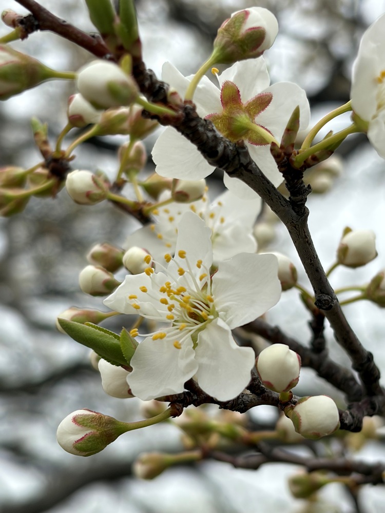 垂水健康公園―ハナモモ―　 6分～7分咲き 3/25現在