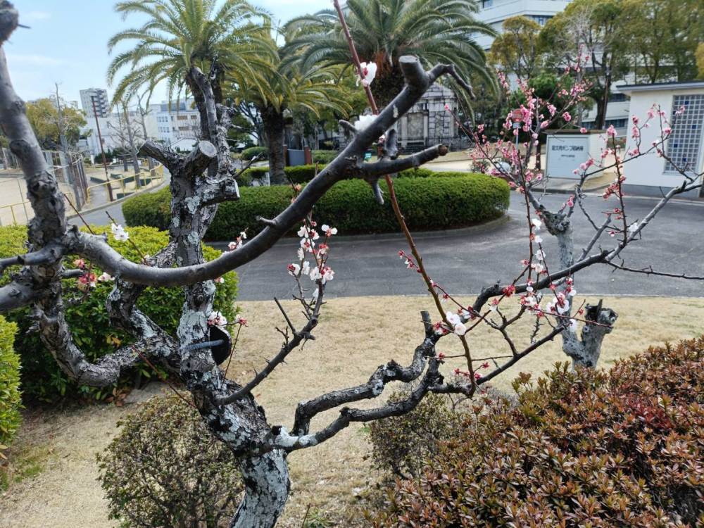 大倉山公園－ウメ－　散りすすむ 3/13現在