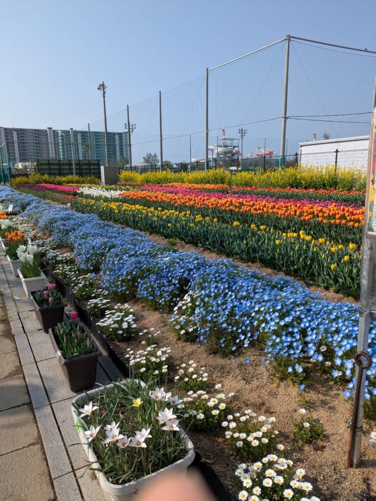 六甲アイランド・リバーモール周辺－チューリップ－　満開 4/2現在