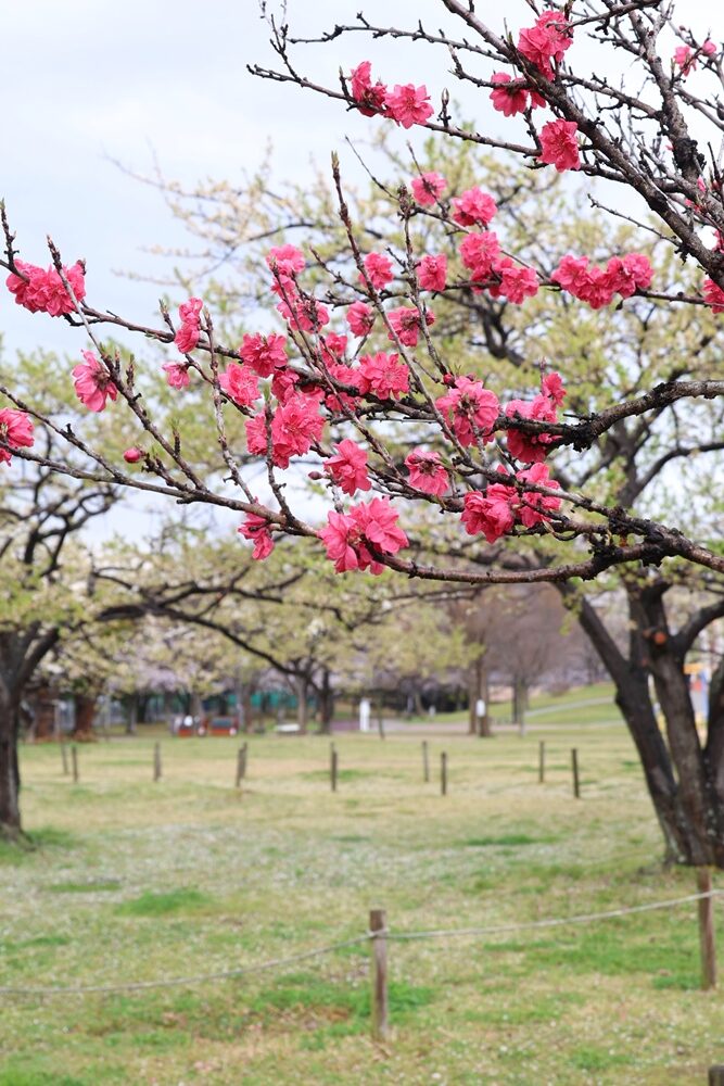 垂水健康公園―ハナモモ―　 散り始め 4/1現在