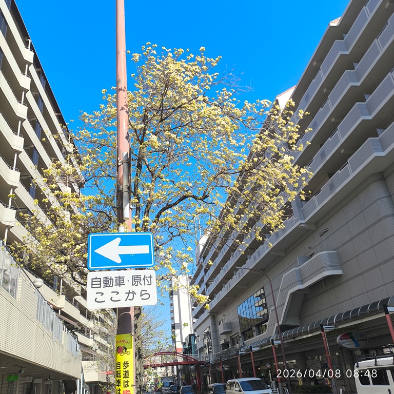 ハナミズキシンボルロード（長田神社前商店街、区役所前道路）- ハナミズキ つぼみ　4/8現在 –