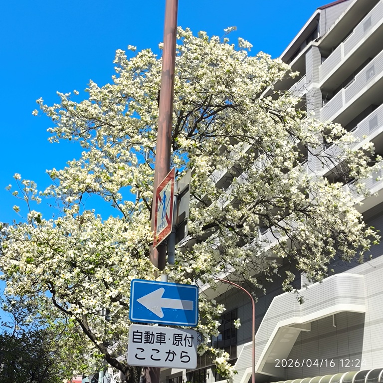 ハナミズキシンボルロード（長田神社前商店街、区役所前道路）- ハナミズキ 三分咲き　4/16現在 –