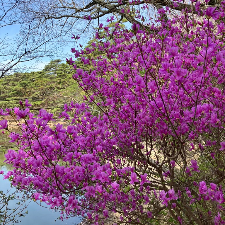 再度公園(洞川梅林含む)-コバノミツバツツジ- 三分咲き 4/9現在