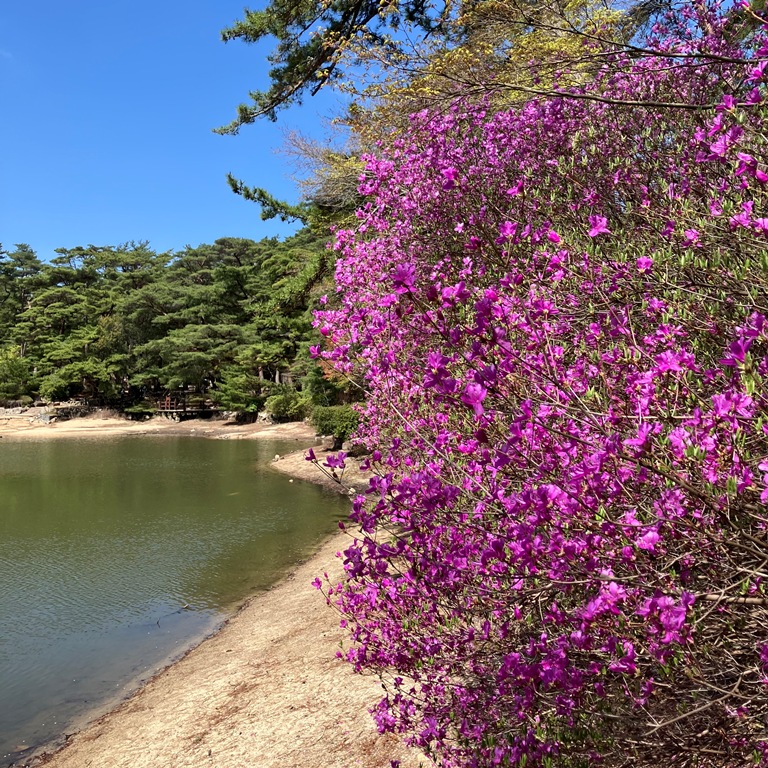 再度公園(洞川梅林含む)-コバノミツバツツジ- 満開 4/16現在