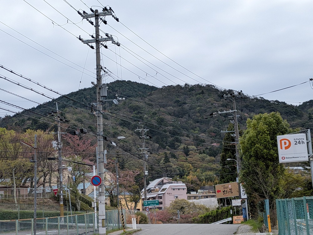射場山・愛宕山 －タムシバ－ 散り始め 4/13現在