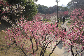 梅園